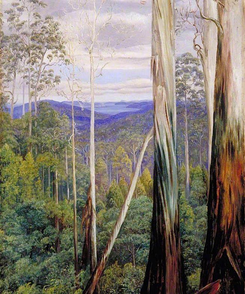 Blue Gum Trees, Silver Wattle and Sassafras on the Huon Road, Tasmania