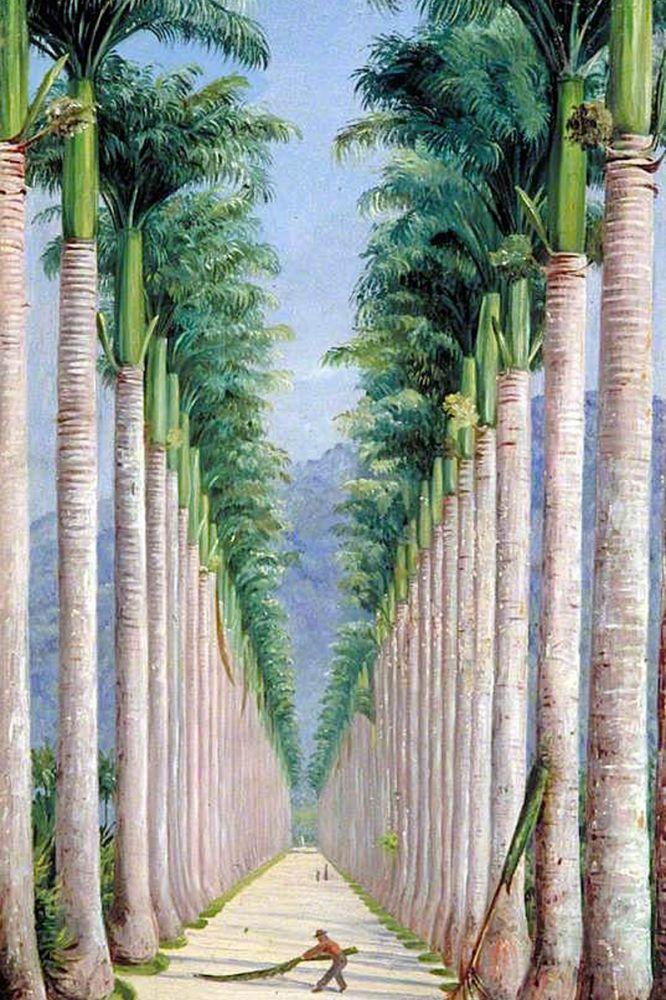 Avenue of Royal Palms at Botafogo, Brazil