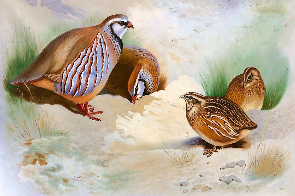 French Partridge and Chicks, 1915