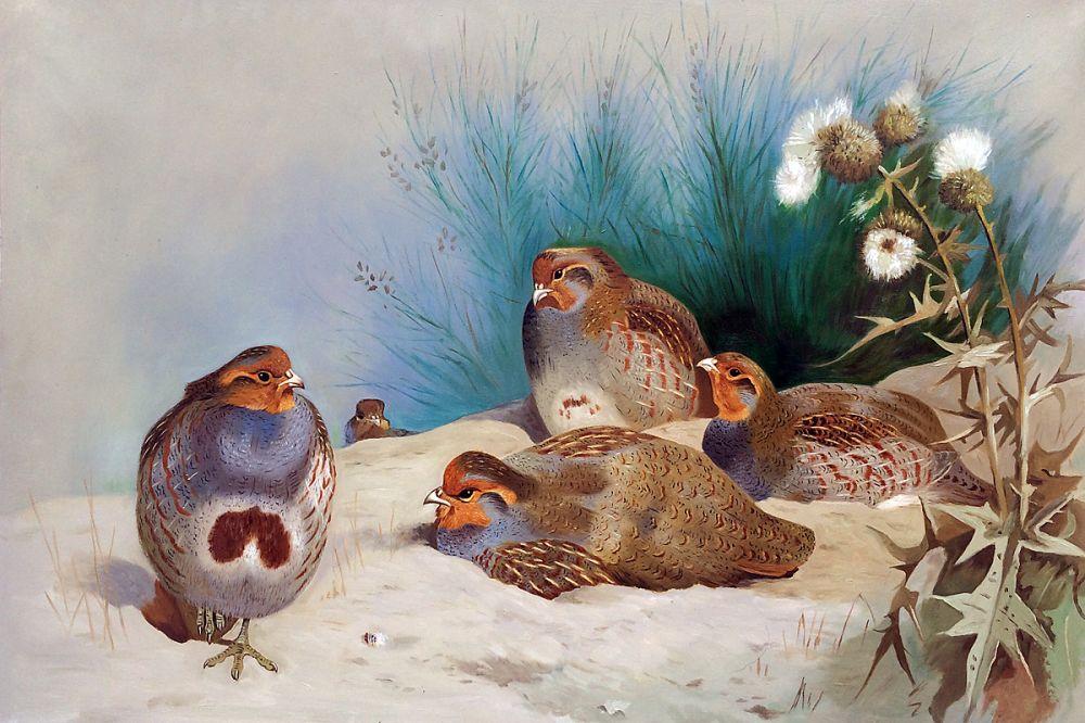 English Partridge with Gorse and Thistles, 1915