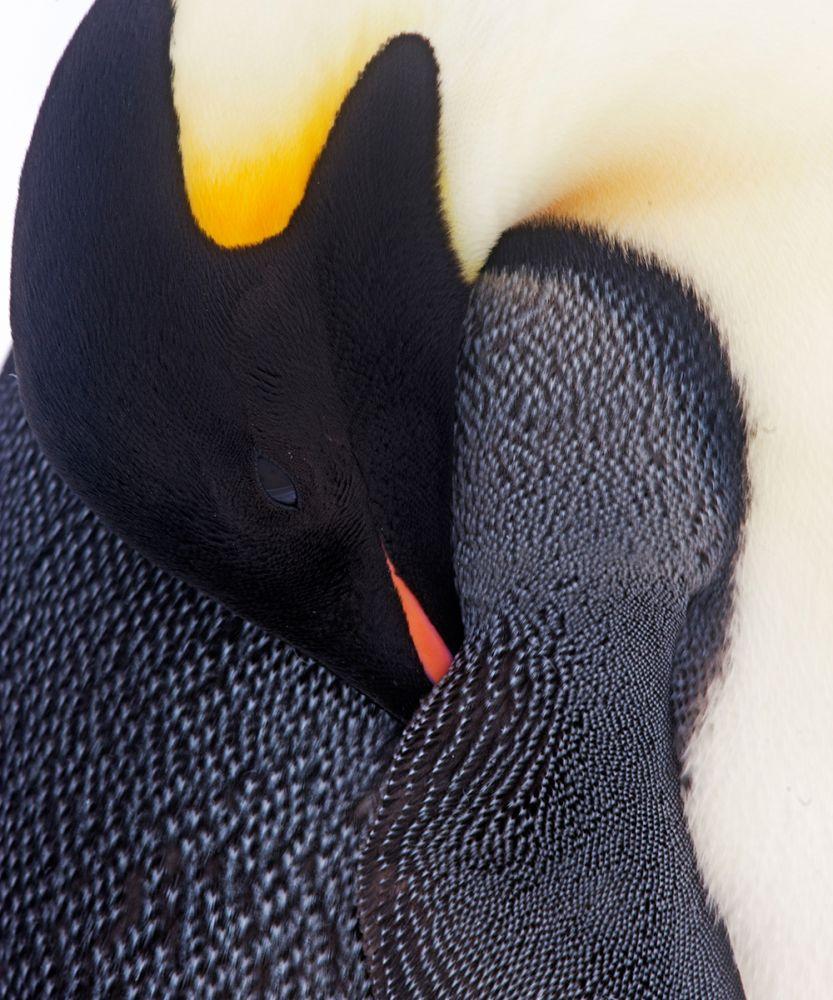 Penguin Detail