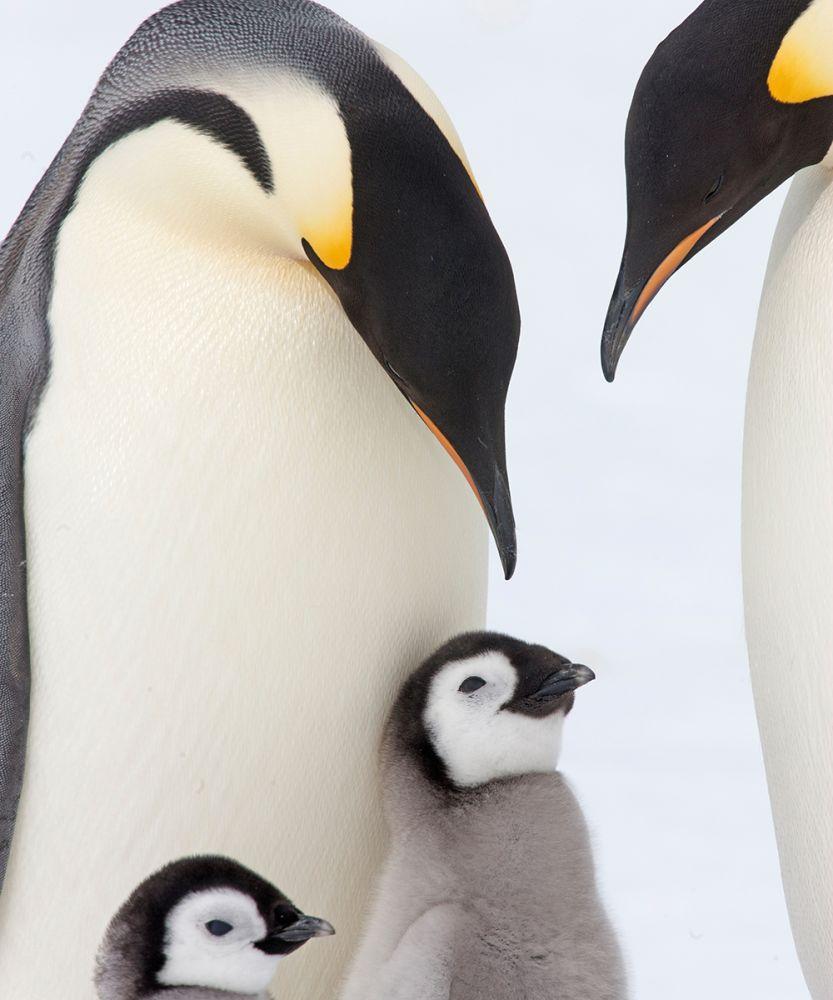 Emperor Penguin Family
