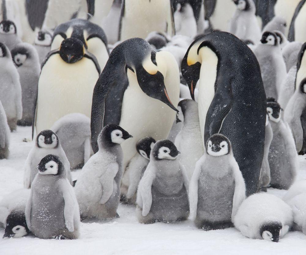 Penguins In Snow