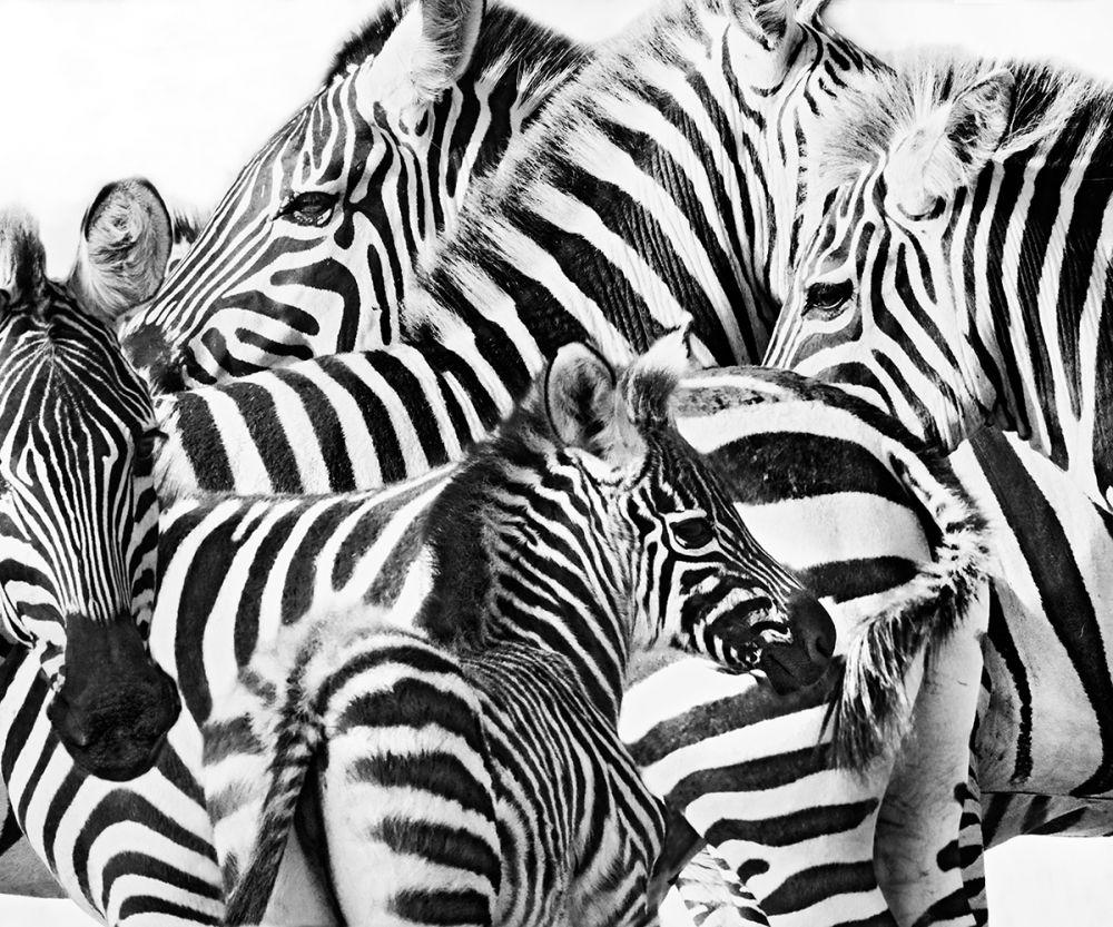 Zebra Formation