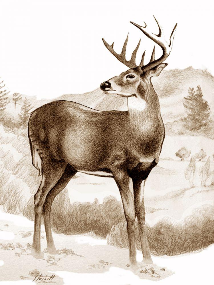 Whitetail Stag Sniffing