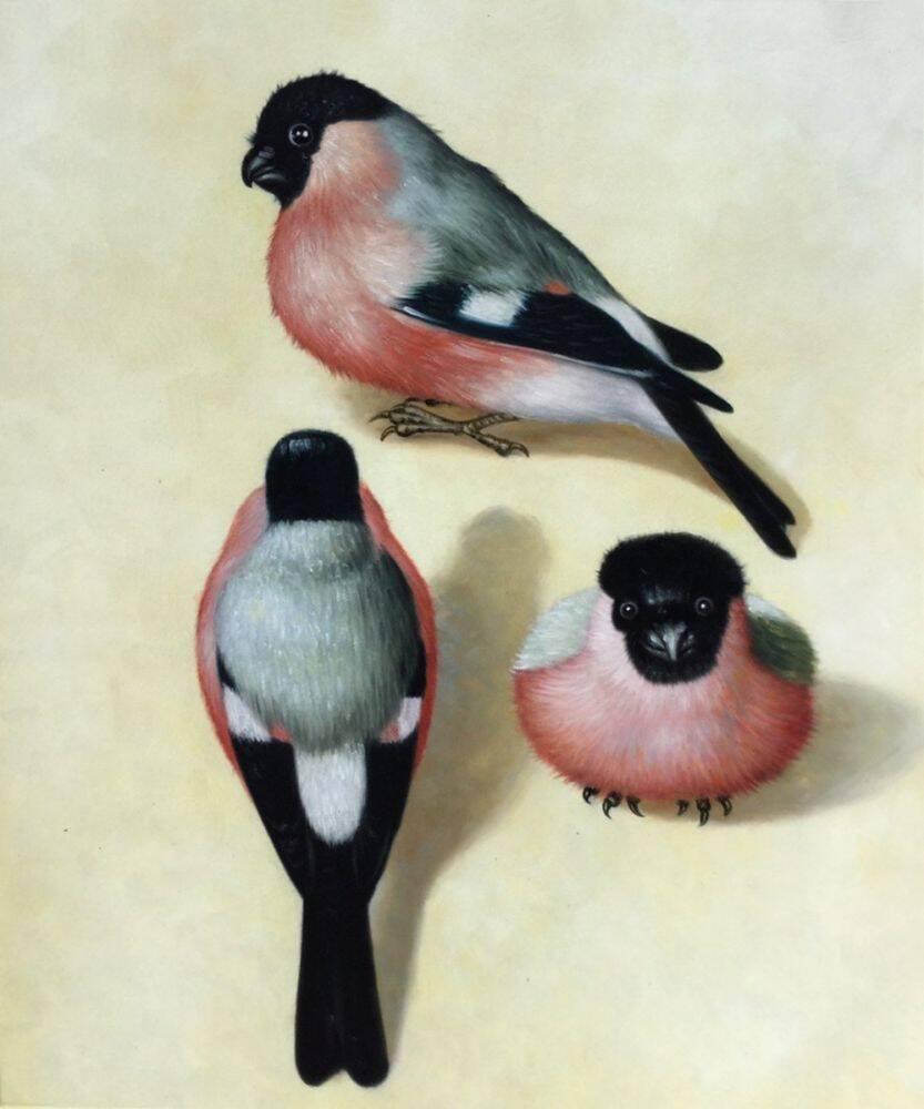 Three Bullfinches
