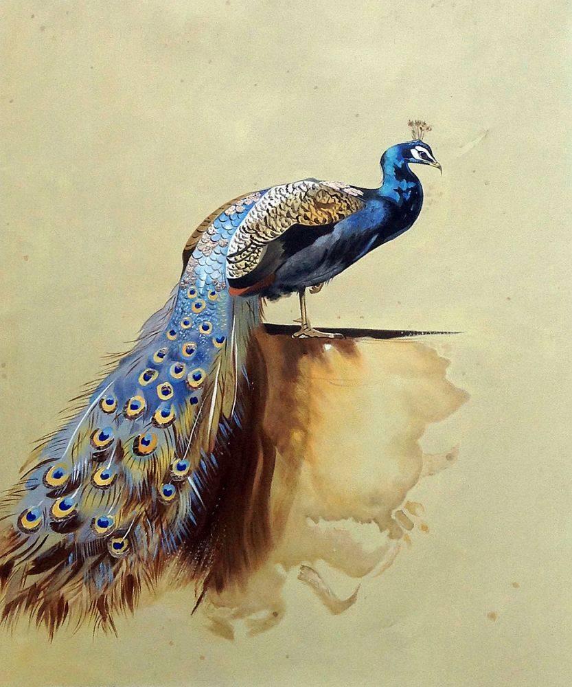 Peacock (Luxury Line)